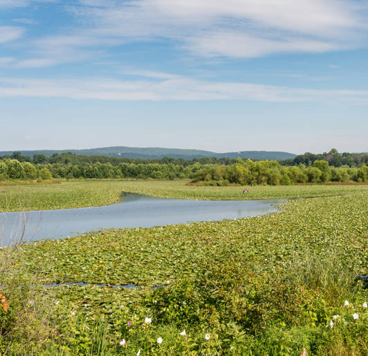 Wetlands