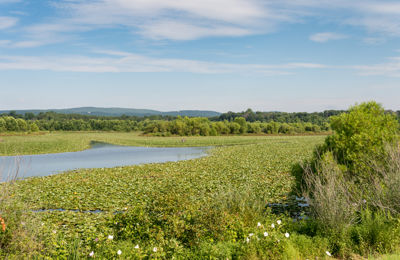 Wetlands