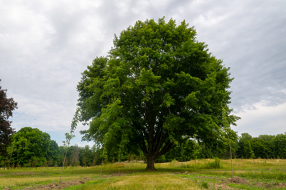 Photo of a tree with dark skies behind it