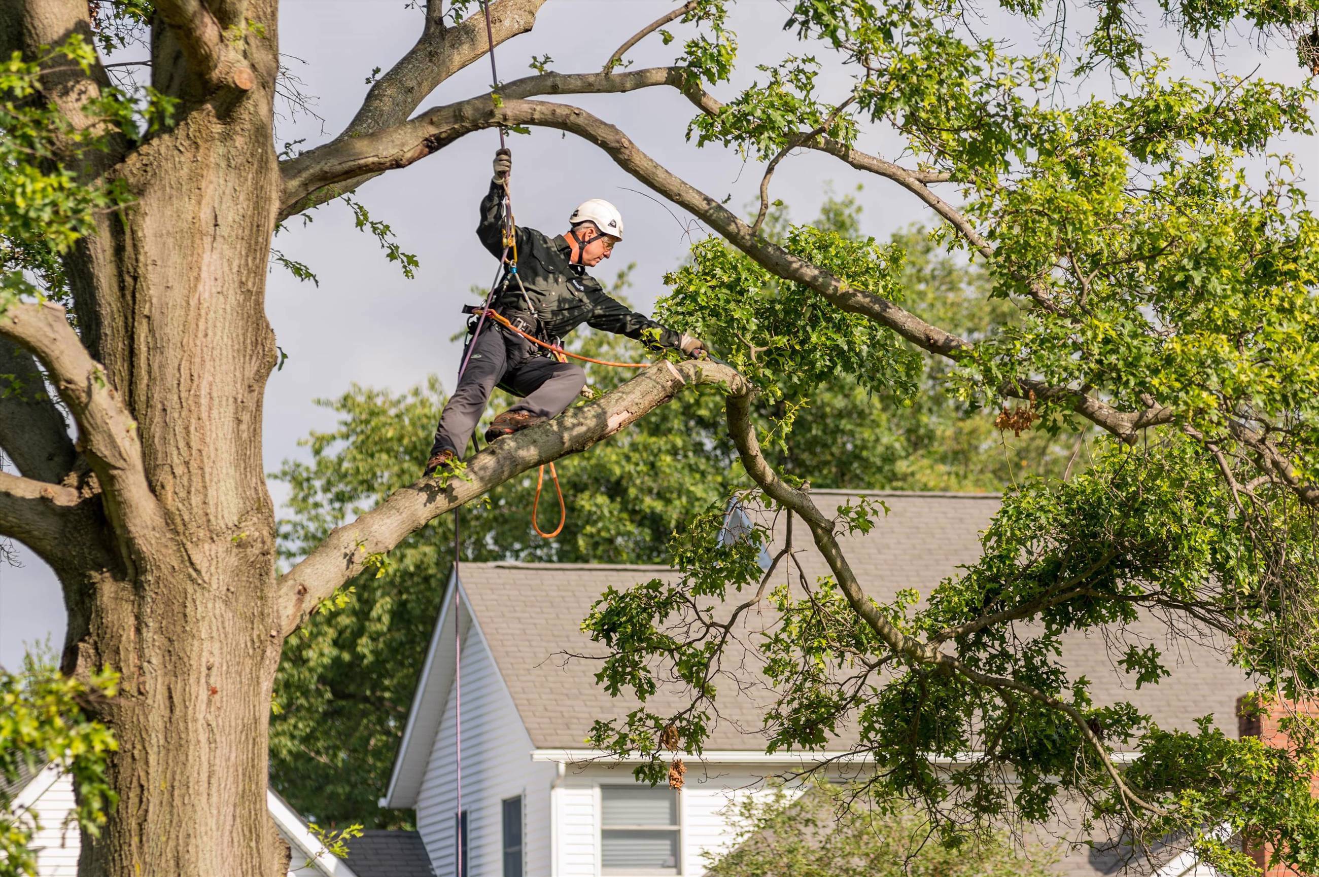 Davey Tree Service | Orlando, Florida | Davey Tree