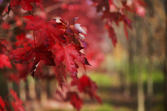 Vibrant red leaves very close in frame