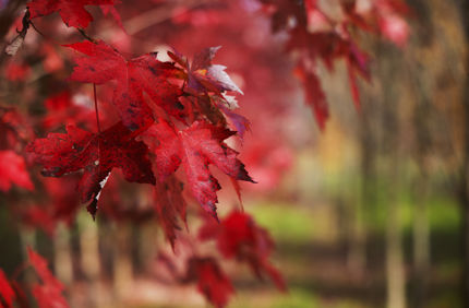 028A1009 7950X5302 0B4ac78