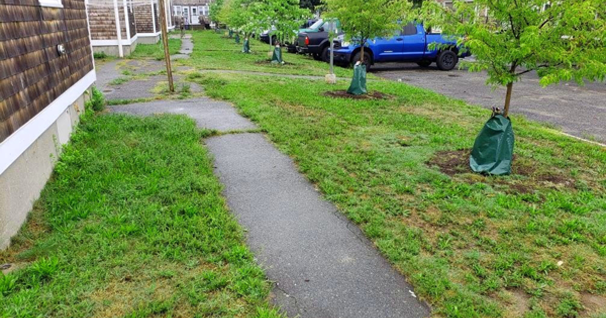 Creating a Fair Urban Forest | Davey Tree