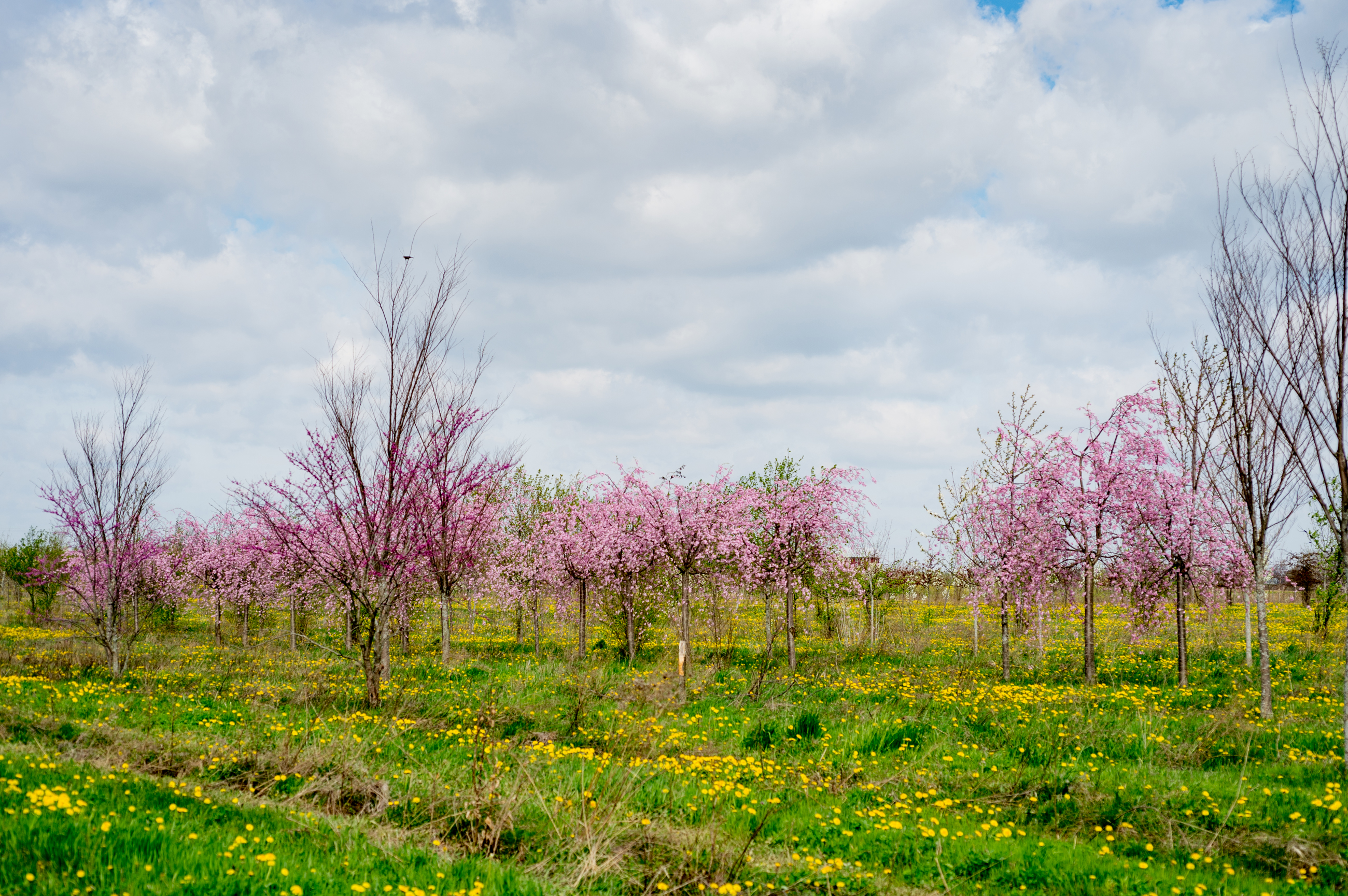 Davey Nursery Tree Selection