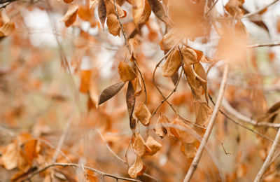 Bug Season Begins in Drought-Stressed DC