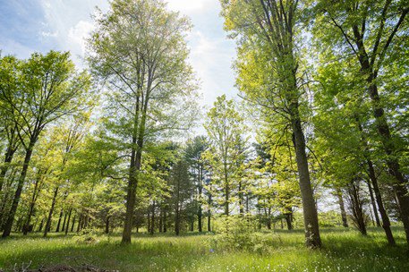 group of trees in a field