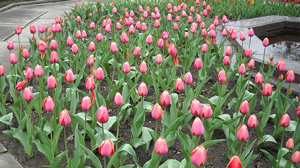 Commercial Blog The Great Debate Annuals Vs Perennials Sideimage9 608X341