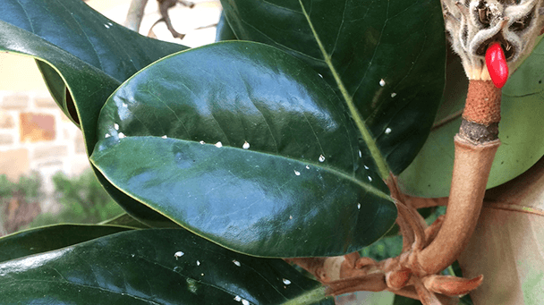 Pest And Disease False Oleander Scale Sideimage2 608X341