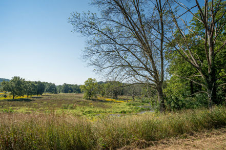Dry trees overlooking a grassy field with other trees in the background.