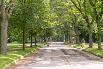 A suburban street lined with full, green trees with a black cat crossing the road and a man in the distance