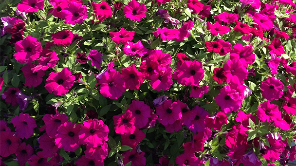 Commercial Blog The Great Debate Annuals Vs Perennials Sideimage10 608X341