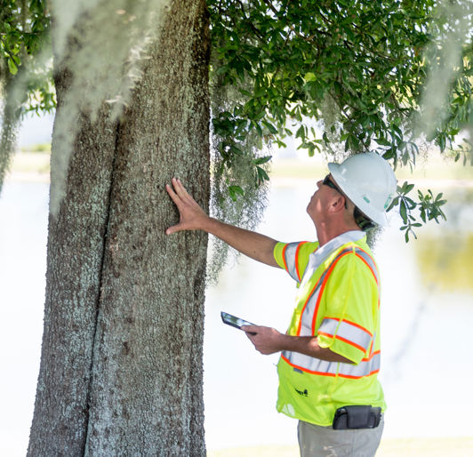 Tree safety inspection-commercial