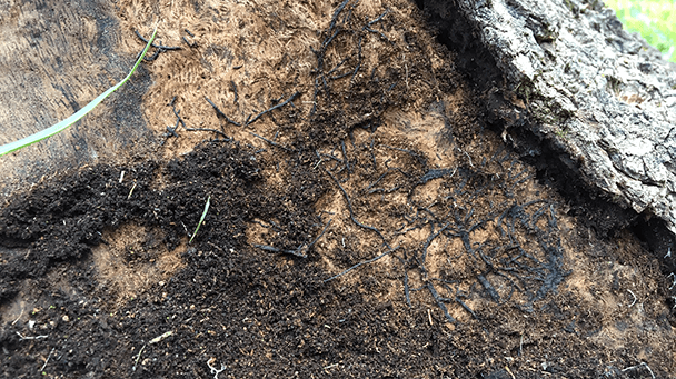 Pest And Disease Armillaria Mushrooms Sideimage2 608X341