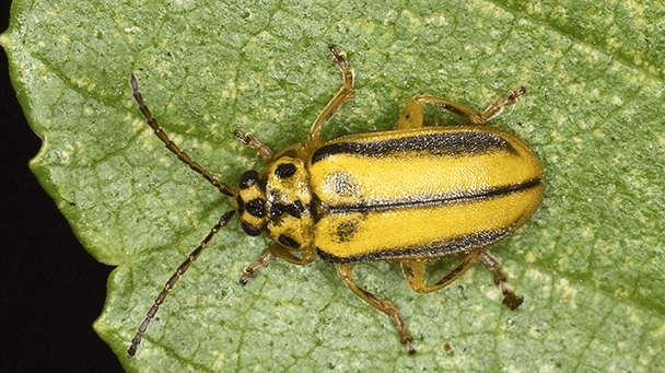 Pest And Disease Center Elm Leaf Beetle Sideimage 608X341