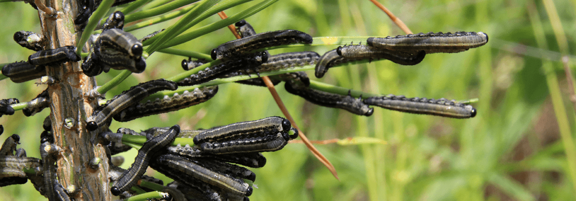 Pest And Disease Center Pine Sawfly Banner 1440X500
