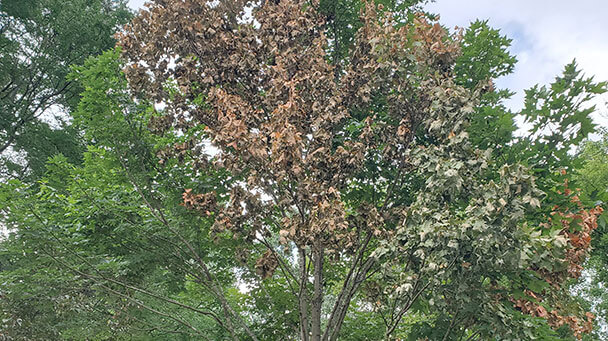 Pest And Disease Verticillium Wilt Sideimage2 608X341