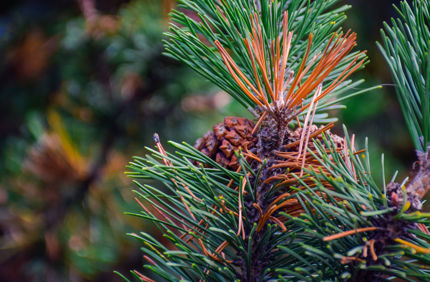 Shutterstock 1541742800 Conifer Needles Brn