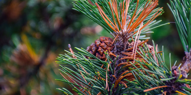 Shutterstock 1541742800 Conifer Needles Brn