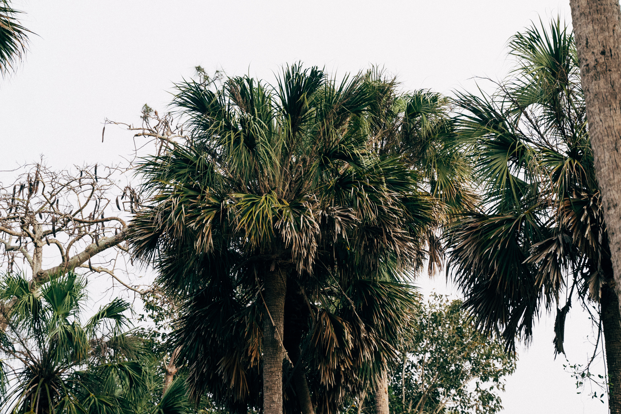 CCM06800 3936X2624 76013B6 (1)