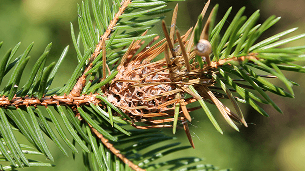 Pest And Disease Eastern Spruce Gall Adelgid Sideimage2 608X341