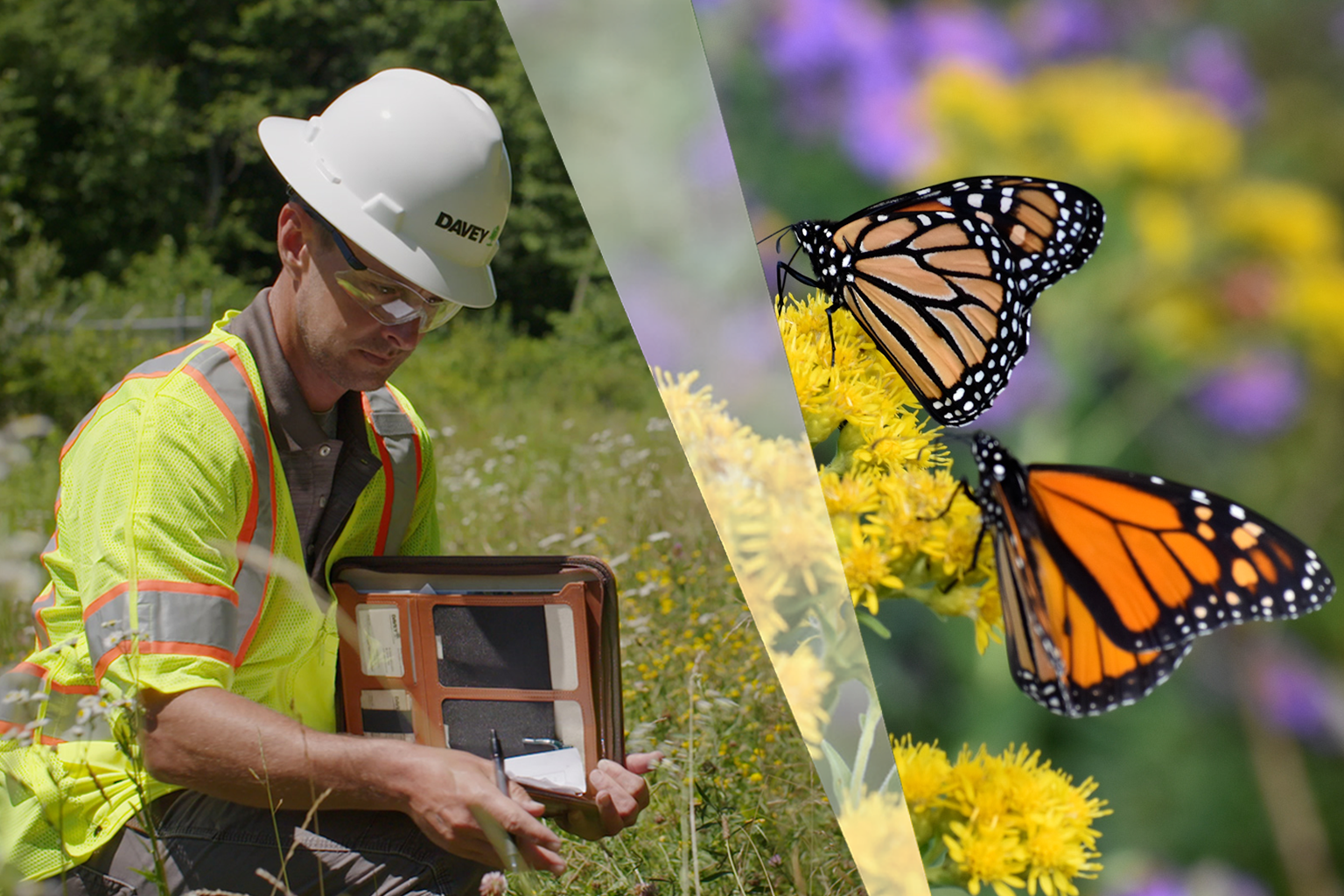 Fieldwork and pollinators in harmony
