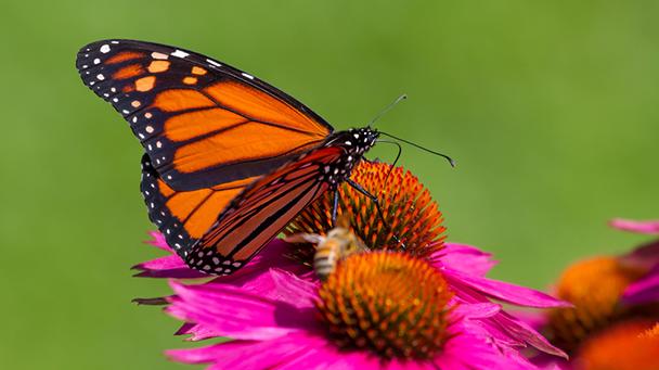 Utility Css Monarch Ccaa Sideimage 608X341