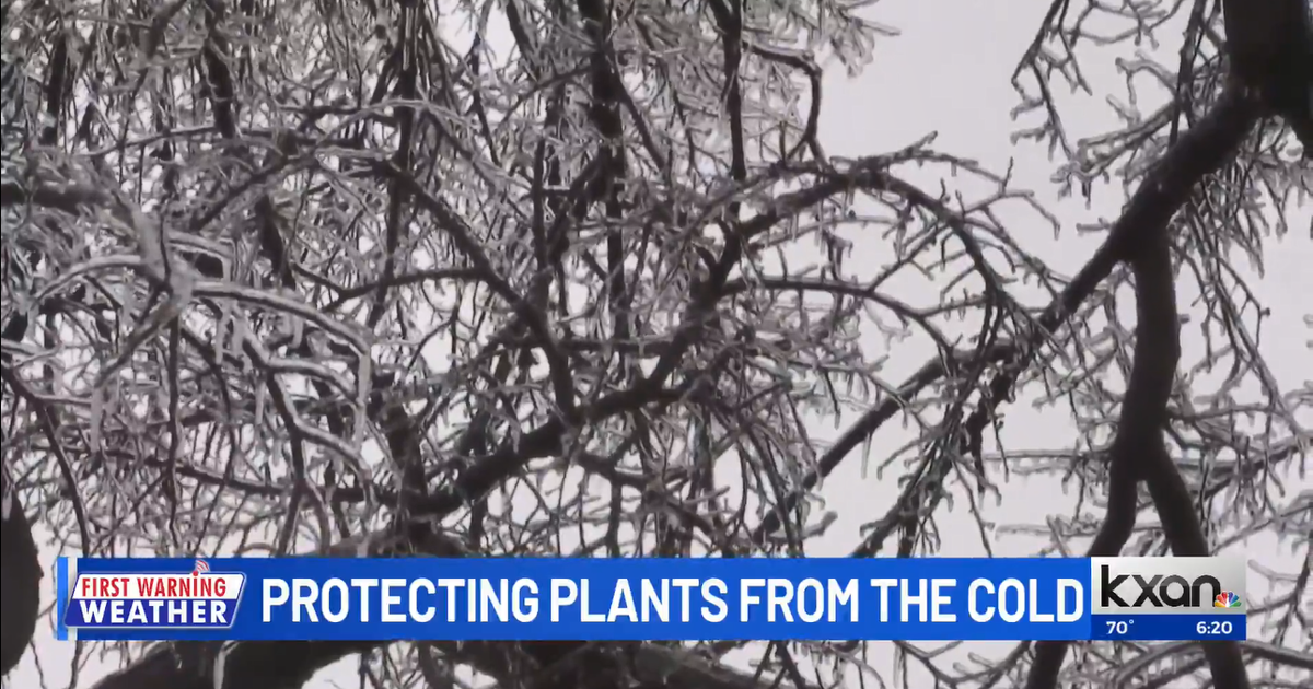 Defend From Cold Protecting Plants from the Cold | Davey Tree