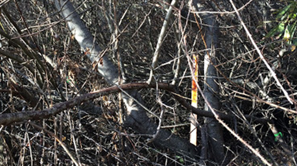 Cage Clear 4 Side Image