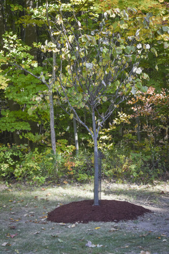A young tree with a trunk cage planted in a pile of mulch.