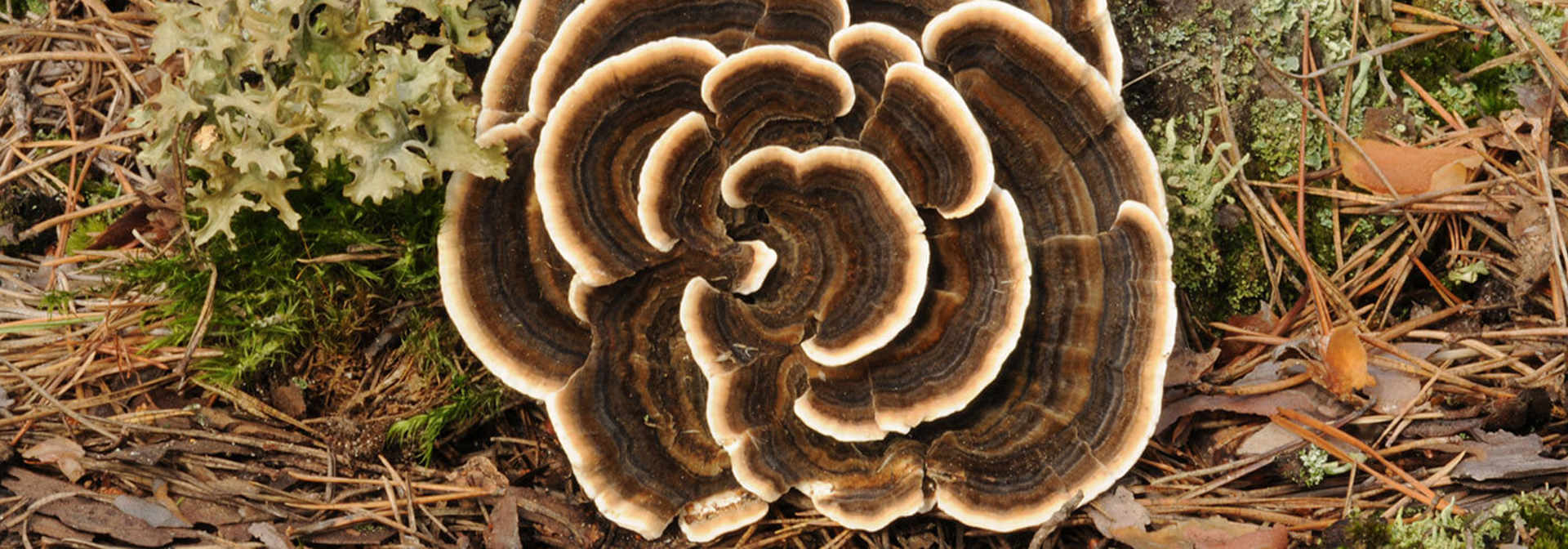 Pest And Disease Turkey Tail Banner 1440X500