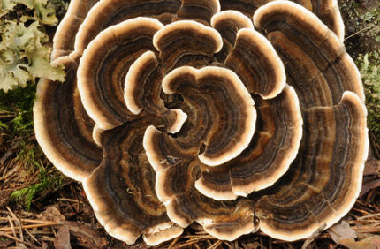 Pest And Disease Turkey Tail Banner 1440X500