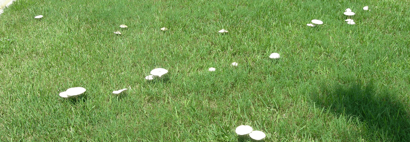 Pest And Disease Center Fairy Rings Banner 1440X500