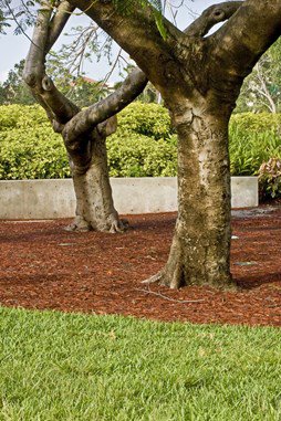 tree with mulch bed