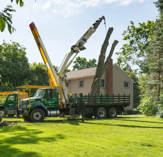 High Country Tree Removal Tree Service Sonora Ca