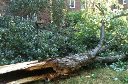 Downed Tree By Apartments 3 7536140840