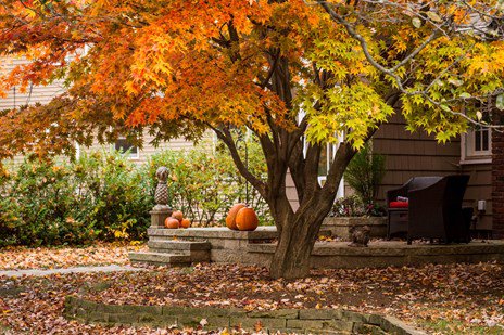 leaves falling off the tree