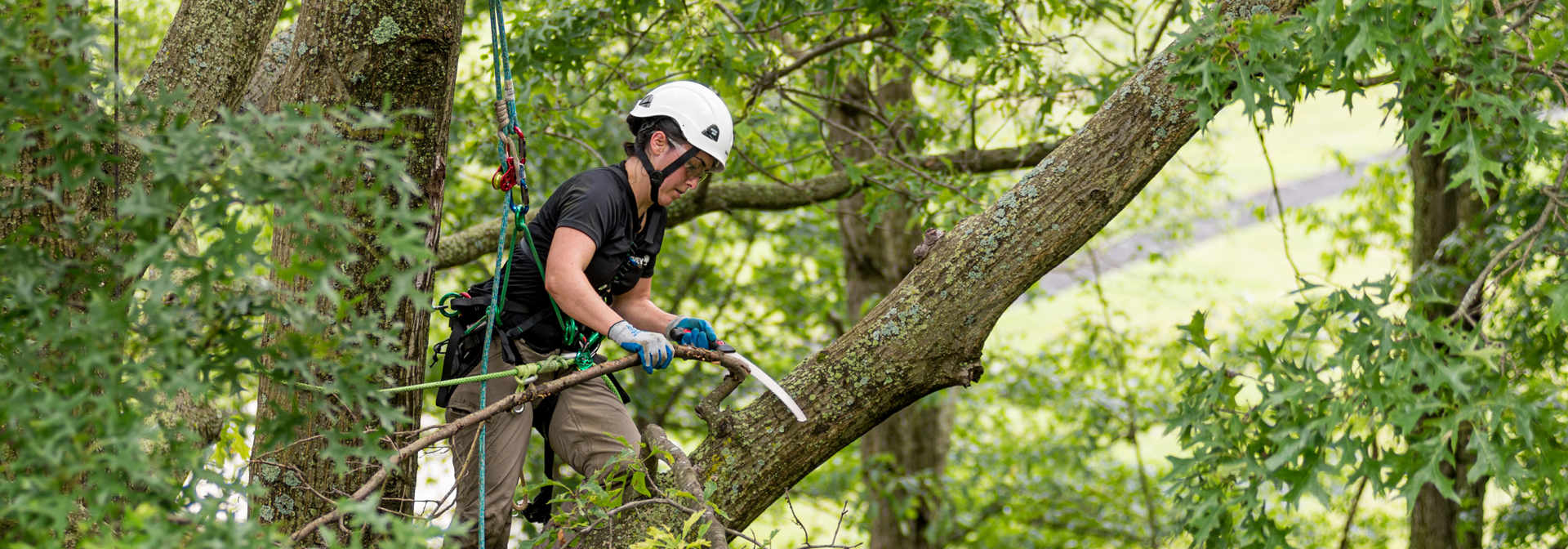 Tree Service Anniston