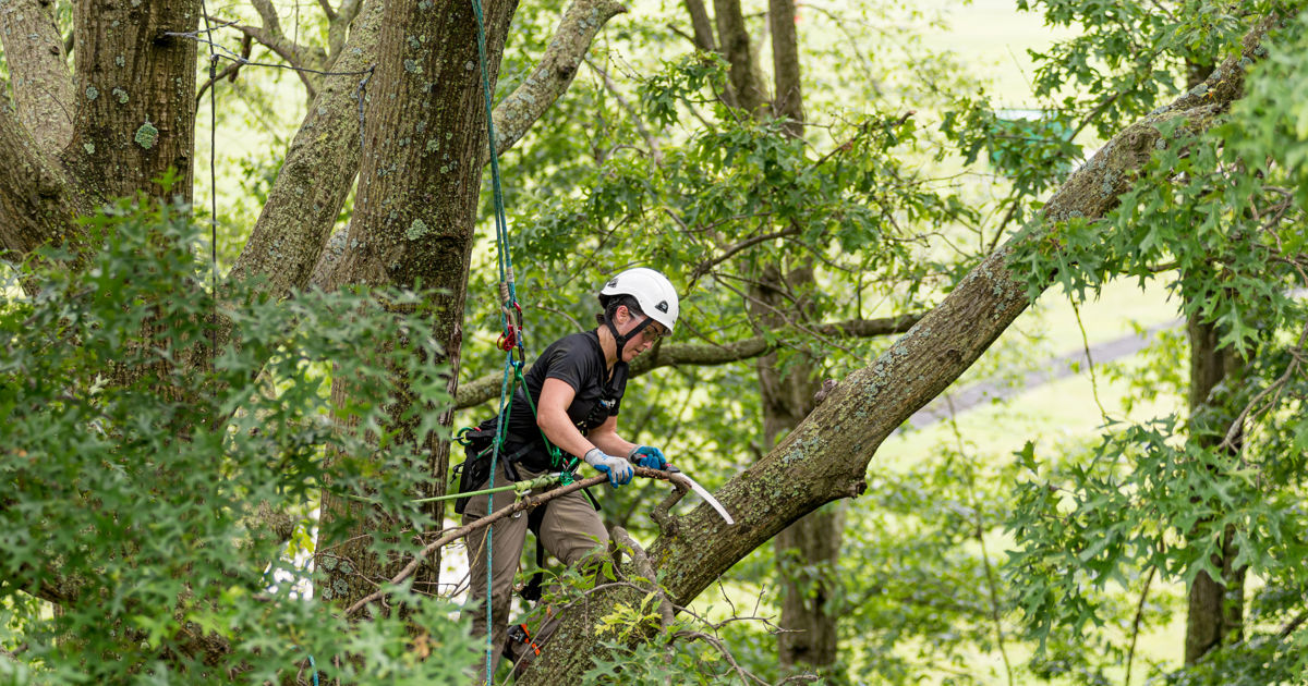 tree services