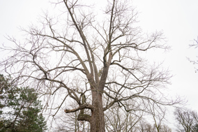 A tall tree with sprawling branches and no foliage underneath a gray sky.