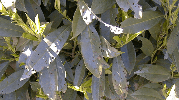 Pest And Disease Center Shothole Disease Sideimage 608X341