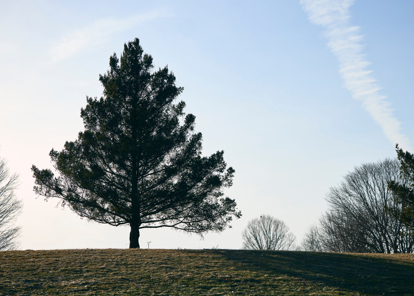 A shadowy, tall tree.