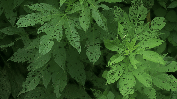 Pest And Disease Center Shothole Disease Sideimage3 608X341