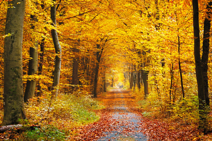 Picture of a tree lined path in the fall.