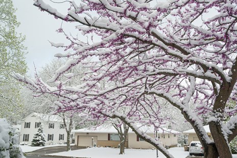 tree with snow