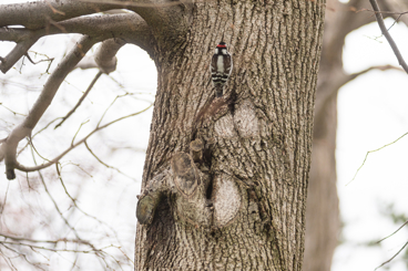 A tree trunk with a bird in front of it.