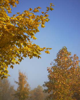 A few trees with yellow and orange colored foliage under a blue sky.