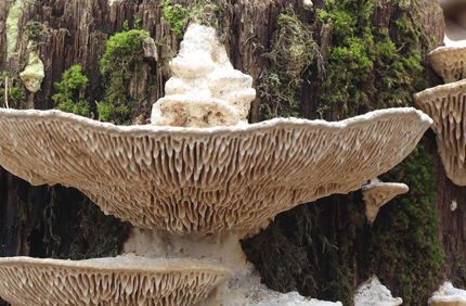 Pest And Disease Oak Mazegill Banner 1440X500
