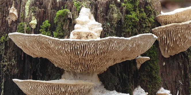 Pest And Disease Oak Mazegill Banner 1440X500