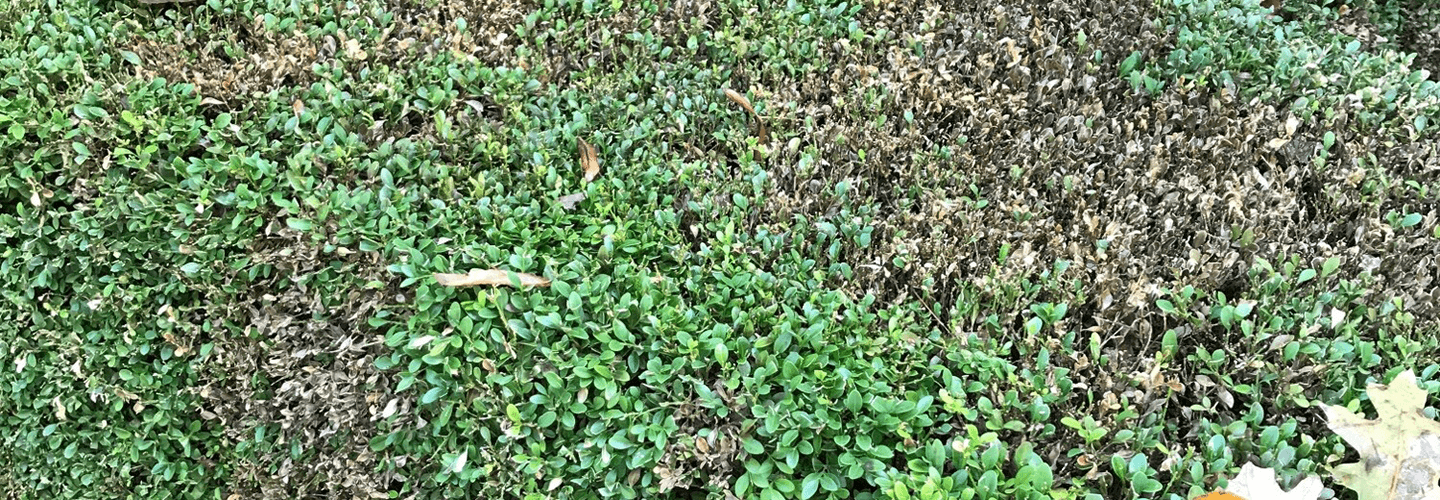 Pest And Disease Boxwood Blight Banner 1440X500