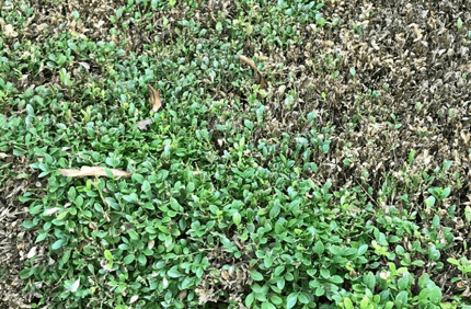 Pest And Disease Boxwood Blight Banner 1440X500